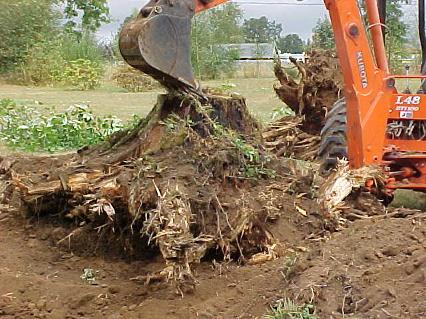 Tree Stump Removal